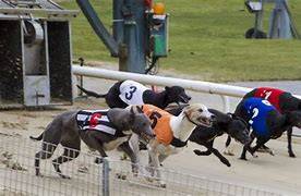 Greyhound Racing