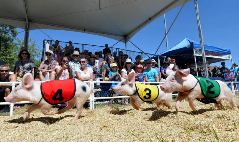 Pig Racing